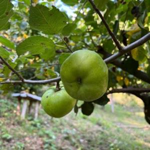 Prodaja, Kuća, Gornja Voća, Gornja Voća, Samostojeća, 78m2