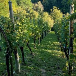 Prodaja, Kuća, Gornja Voća, Gornja Voća, Samostojeća, 78m2