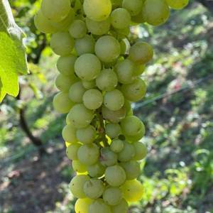 Prodaja, Kuća, Gornja Voća, Gornja Voća, Samostojeća, 78m2