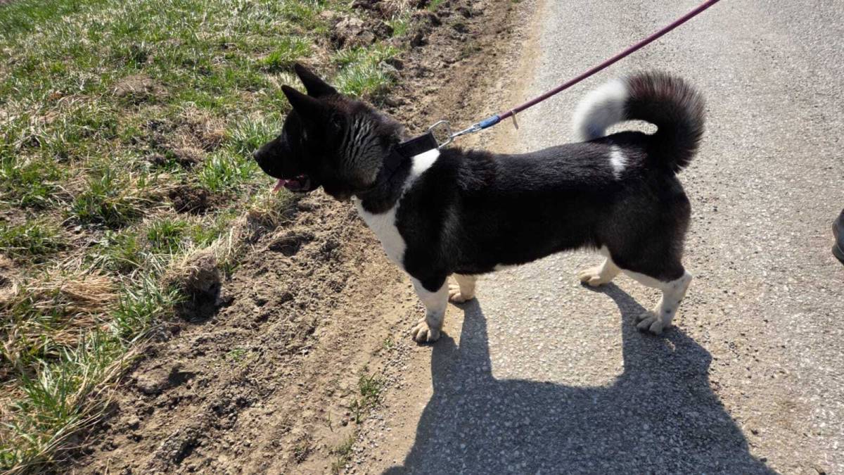 Prodaje se Američka akita s rodovnicom i putovnicom!