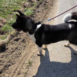 Prodaje se Američka akita s rodovnicom i putovnicom!