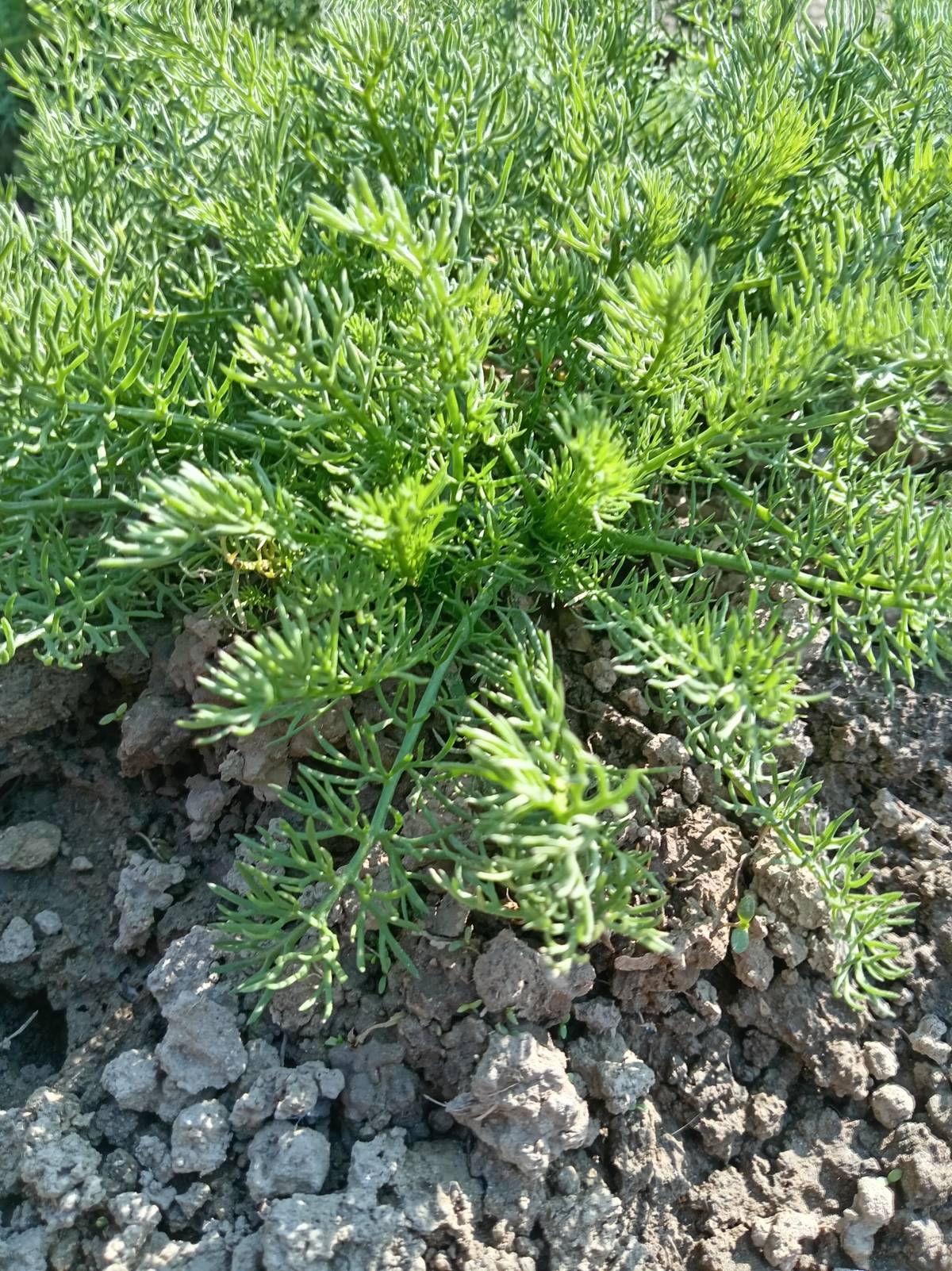 Prodajem sadnice Dalmatinskog buhača dvogodišnje