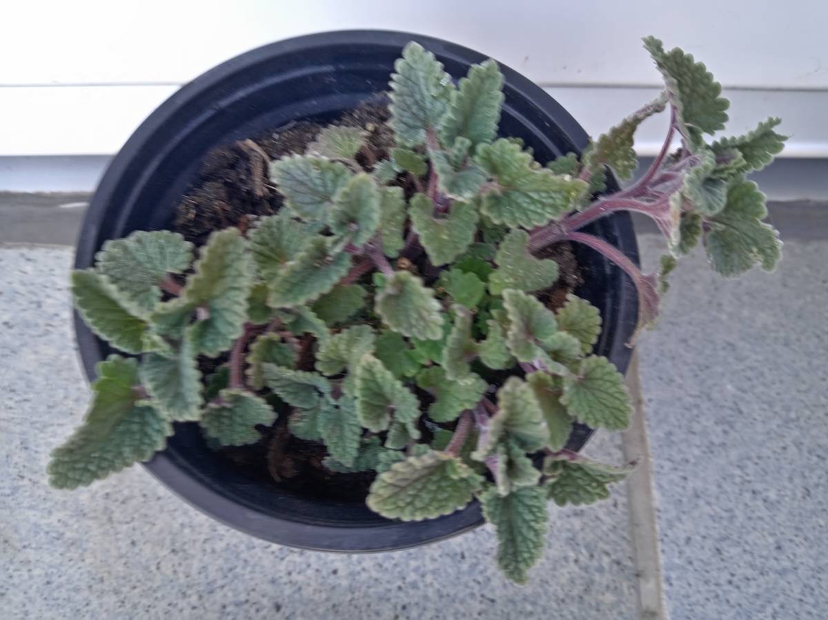 Prodajem sadnice mačje trave ili MENTE, trajnice