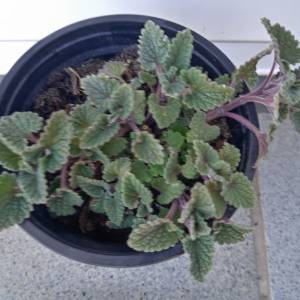 Prodajem sadnice mačje trave ili MENTE, trajnice