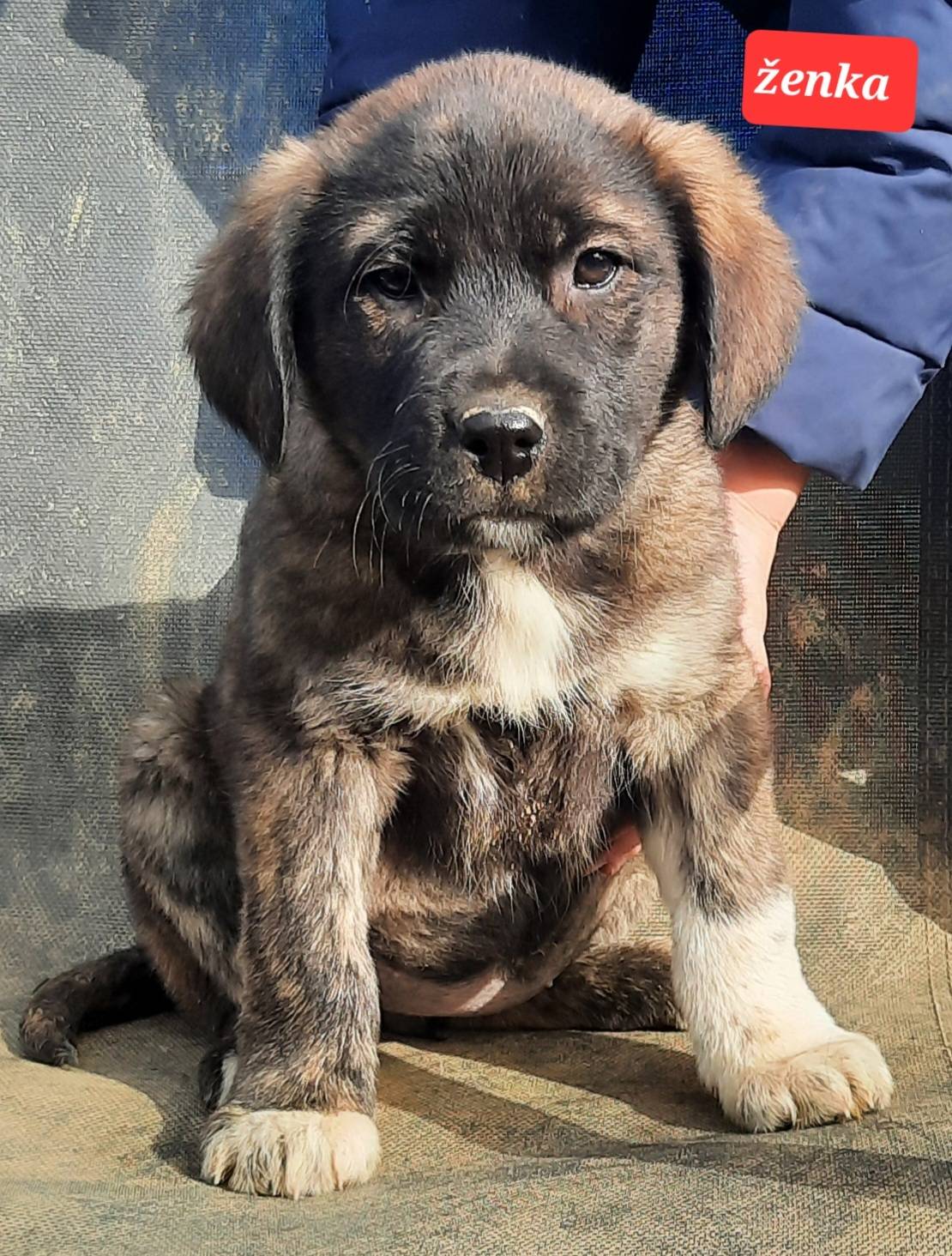 PRODAJEMO ŠTENCE 191035000267155