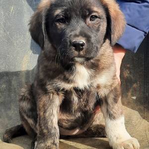 PRODAJEMO ŠTENCE 191035000267155