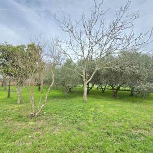 Prostrana kuća u blizini Pule ! Dva stana- 2500 m² zemljišta!