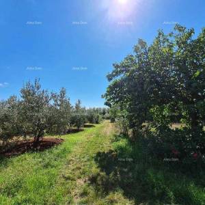 PULA - Građevinsko zemljište na Busoleru