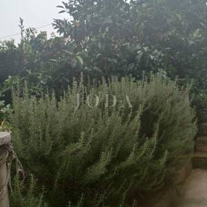 Pula, kuća na mirnoj lokaciji