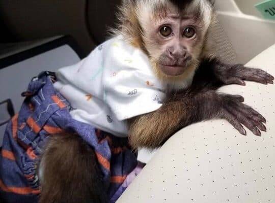Vesele bebe kapucinskih majmuna spremne su za dobre domove