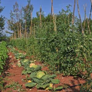 Villa u okolici Žminja