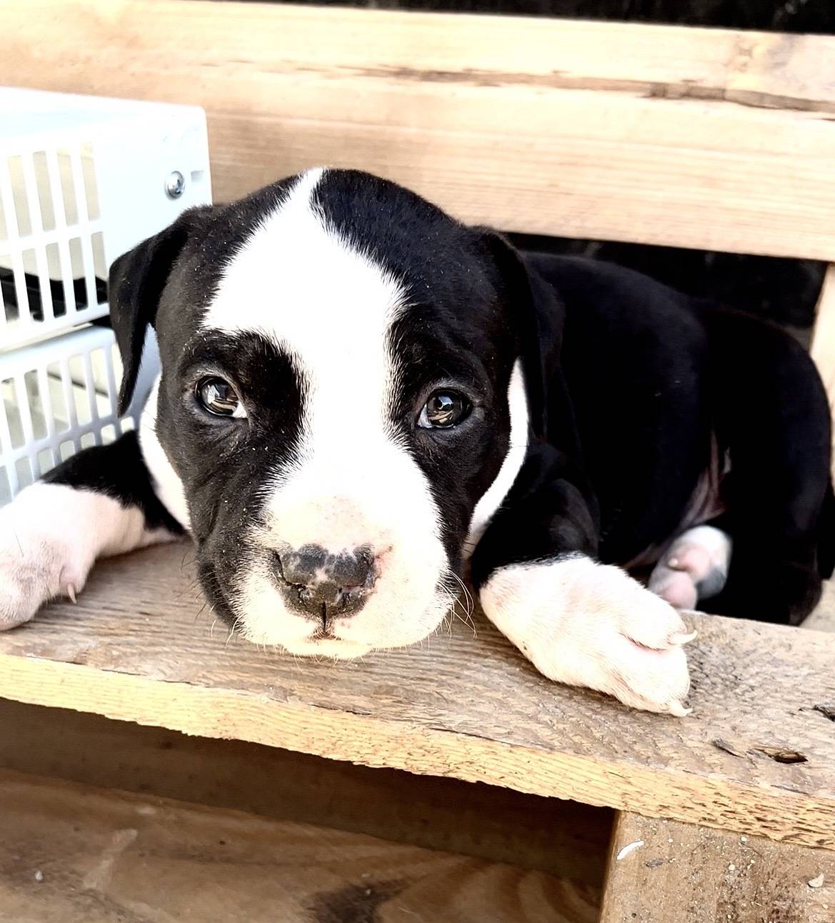 Americki Bully Classic