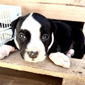 Americki Bully Classic