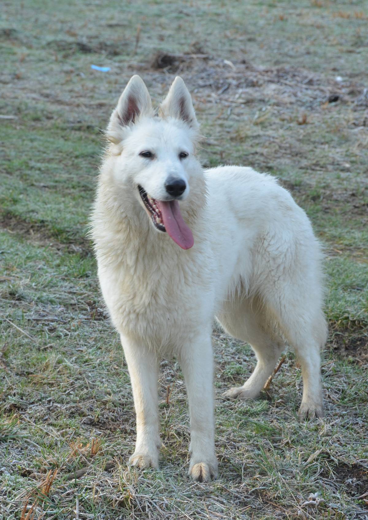 Beli švajcarski ovčar, mlada ženka  (9 meseci)