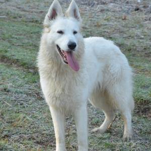 Beli švajcarski ovčar, mlada ženka  (9 meseci)