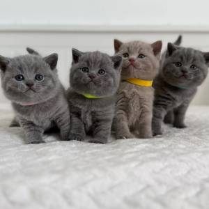 Britanski kratkodlaki mačići – Pažljivo uzgojeni
