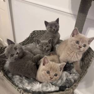 Britanski kratkodlaki mačići – Pažljivo uzgojeni