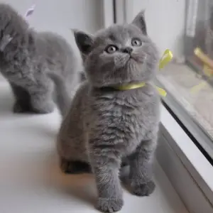 Britanski kratkodlaki mačići