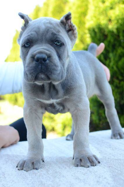 Cane Corso, ženka i mužjak