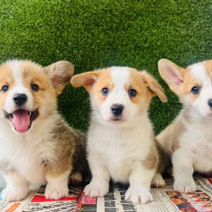 Corgi (Pembroke) štenci PREOSTALI DVA &amp; SPREMNI SAD!!!