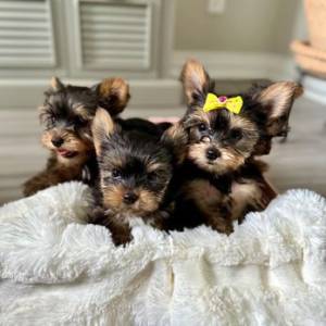 Dostupni prekrasni štenci Yorkshirea,