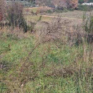 Građevinsko zemljište Vintijan – 800 m2 – uz cestu