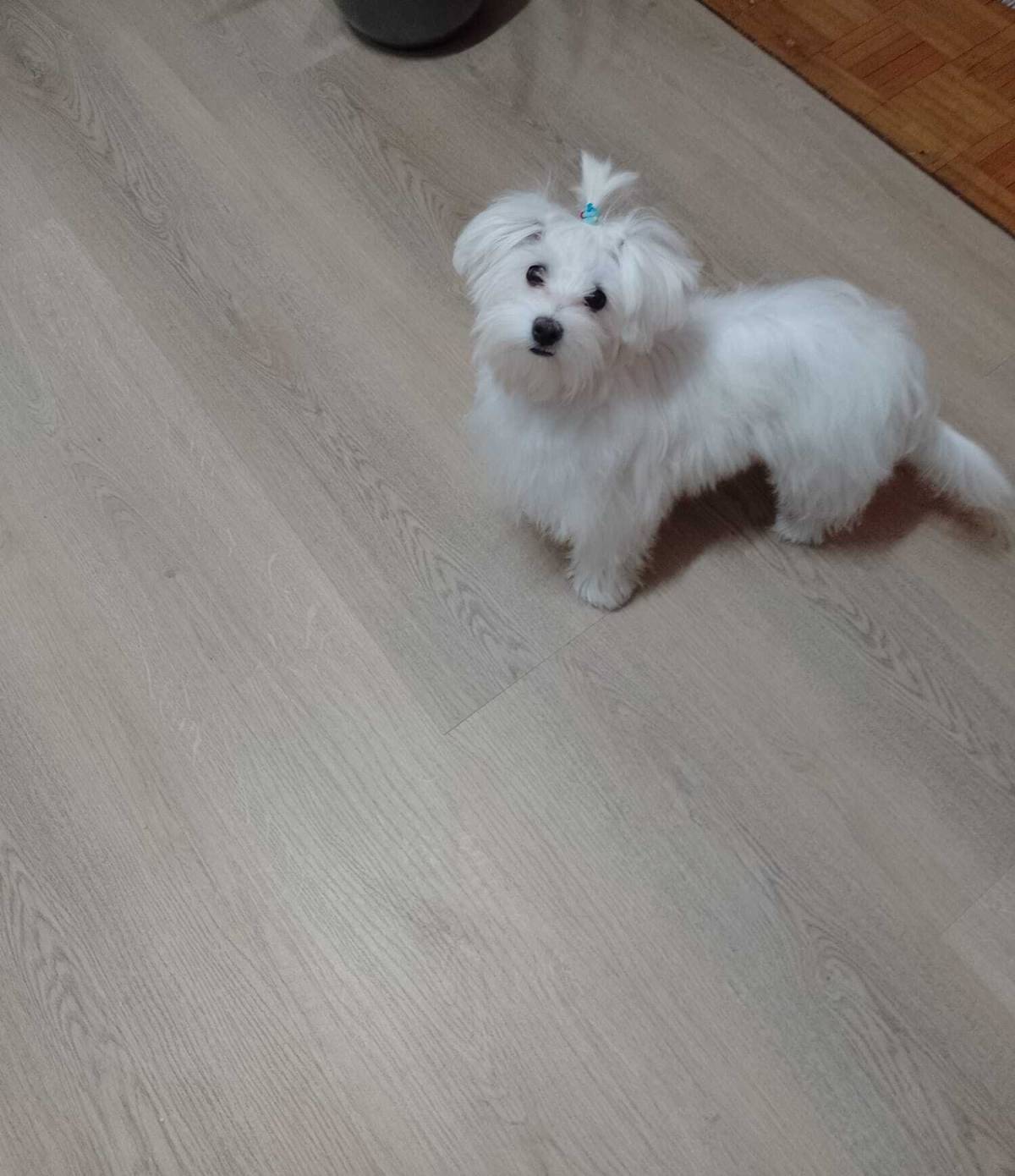 Hitno! Mini maltezer ženka