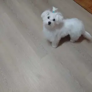 Hitno! Mini maltezer ženka