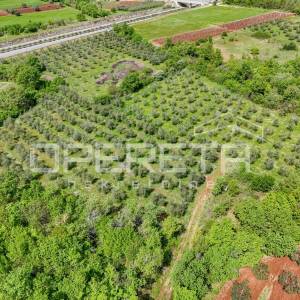 ISTRA, POREČ  - Maslinik u blizini Poreča