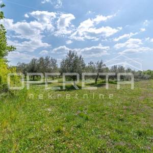 ISTRA, POREČ  - Maslinik u blizini Poreča