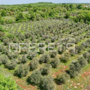 ISTRA, POREČ  - Maslinik u blizini Poreča