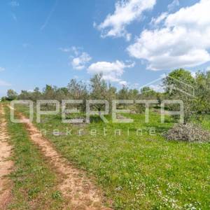 ISTRA, POREČ  - Maslinik u blizini Poreča