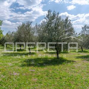 ISTRA, POREČ  - Maslinik u blizini Poreča