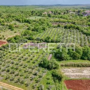 ISTRA, POREČ  - Maslinik u blizini Poreča