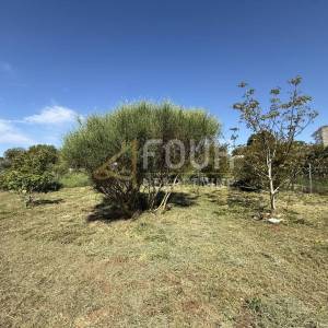 Istra, Pula, poljoprivredno zemljište, 1127m2