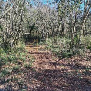 Istra, Valtura, poljoprivredno zemljište 3.376m2