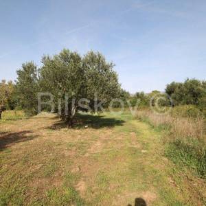 Kaštel Štafilić, poljoprivredno zemljište 1466m2, prodaja