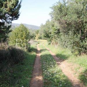 Kaštel Štafilić, poljoprivredno zemljište 1466m2, prodaja