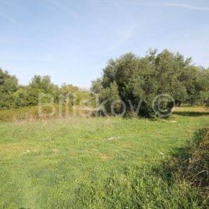 Kaštel Štafilić, poljoprivredno zemljište 1466m2, prodaja