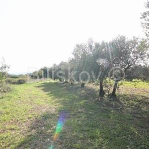 Kaštel Štafilić, poljoprivredno zemljište 1466m2, prodaja
