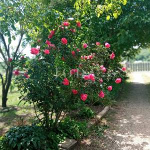 Kuća s prostranom okućnicom u mirnom okruženju, Krk