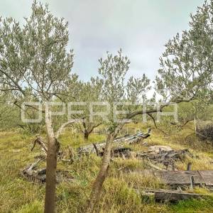 Kuća s velikim zemljištem i maslinama u Bogdanovićima