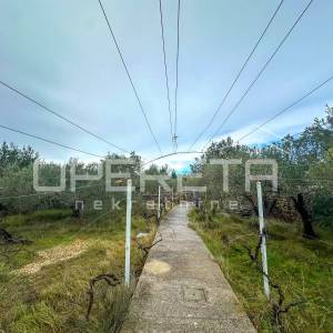 Kuća s velikim zemljištem i maslinama u Bogdanovićima