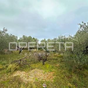 Kuća s velikim zemljištem i maslinama u Bogdanovićima