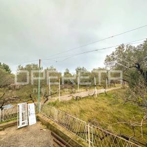 Kuća s velikim zemljištem i maslinama u Bogdanovićima