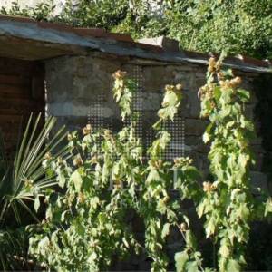 Luksuzni kameni resort – dvije kamene ljepotice s grijanim bazenom i prekrasnim dvorištem, 2 km od mora