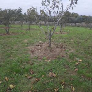 Marčana – građevinsko zemljište 2102 m²