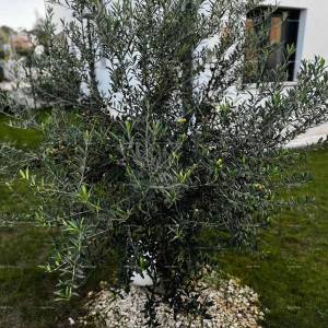 Moderano opremljen stan s vlastitim bazenom, vrtom i parkirnim mjestom, Pula!