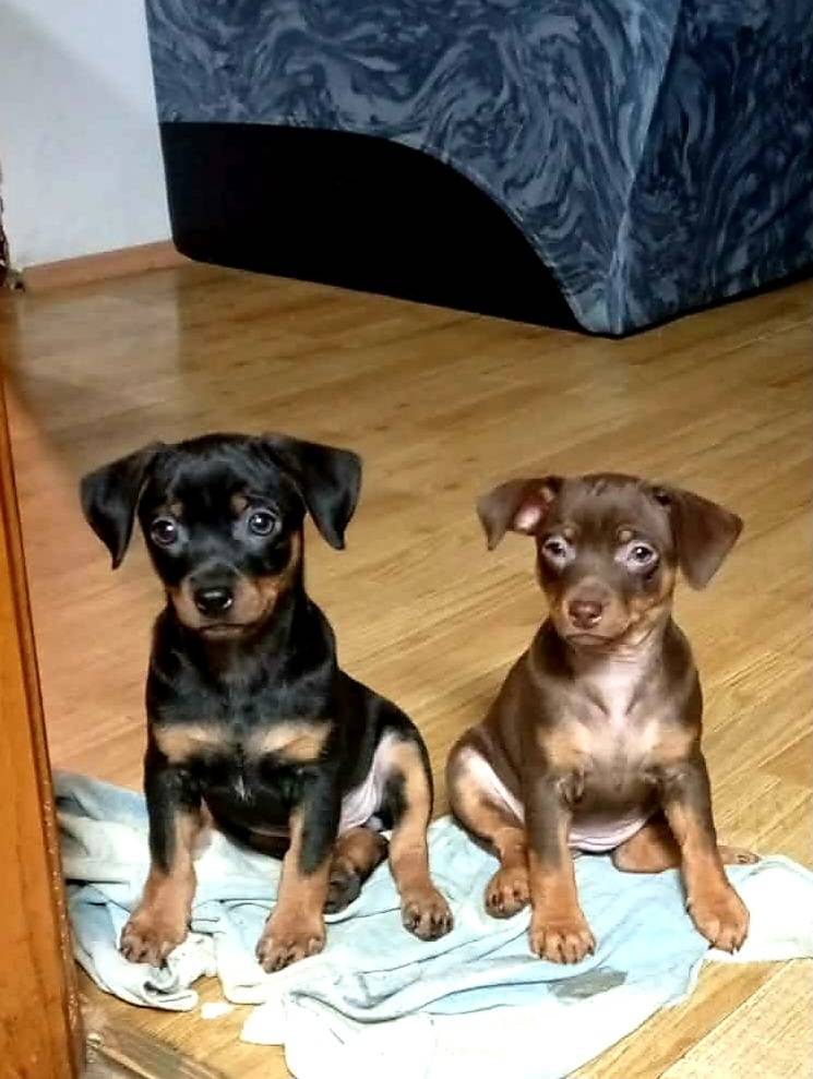 Muško štene pinča