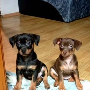 Muško štene pinča